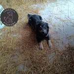 Pies do adopcji, Wolsztyn, 16 lutego 2026