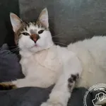 Znaleziono kota, Chełmek, 13 lutego 2026