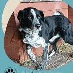 Znaleziono psa, Dąbrówka, 15 lutego 2026