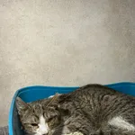 Znaleziono kota, Sosnowiec, 13 lutego 2026