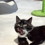 Kot do adopcji, Tychy, 5 stycznia 2026