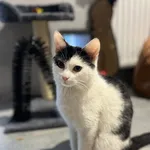 Kot do adopcji, Tychy, 5 stycznia 2026