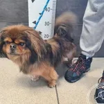 Znaleziono psa, Chełmek, 17 lutego 2026