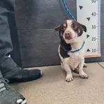 Przyjęty: 2026-02-16 Gmina: Brzeszcze Płeć: Pies Opis: mieszaniec, biało-brązowe