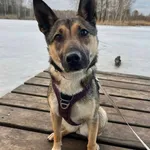 Malina przyjechała do nas z likwidowanego schroniska "Kocham Psisko".  Sunia na spacerach jest ciekawa świata: obserwuje ludzi, biegaczy i rowerzystów. Wzorowo chodzi na smyczy (również na flexi) - pr