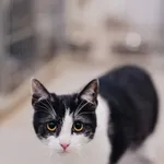 Kot do adopcji, Częstochowa, 29 lipca 2025