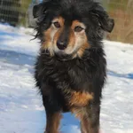 Pies do adopcji, Grudziądz, 14 lutego 2026