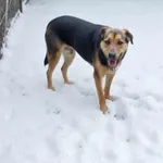 Zaginął pies, Siedlce, 17 lutego 2026