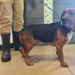 Pies do adopcji, Chełmek, 18 stycznia 2026