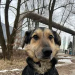 W ostatnich tygodniach cała Polska żyła dramatem psów ze zlikwidowanego schroniska „Kocham Psisko”. My również włączyliśmy się w pomoc - pod naszą opiekę trafiło 8 psów z tamtego miejsca.  Jeden z nic