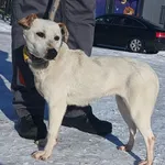 Znaleziono psa, Pieckowo, 16 lutego 2026