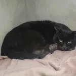 Znaleziono kota, Sosnowiec, 13 lutego 2026