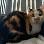 Znaleziono kota, Lublin, 16 lutego 2026