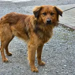 Pies do adopcji, Ropczyce, 17 lutego 2026