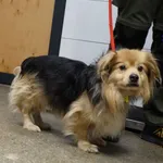 Pies do adopcji, Szczecin, 17 lutego 2026