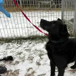 Pies do adopcji, Henrykowo, 13 sierpnia 2024