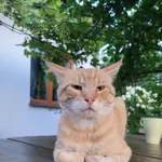 Zaginął kot, Brwinów, 18 lutego 2026