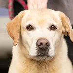 Znaleziono psa, Skałowo, 18 lutego 2026