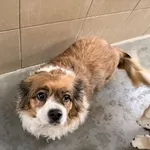 Pies do adopcji, Kraków, 4 lutego 2026