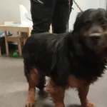 Znaleziono psa, Bydgoszcz, 17 lutego 2026