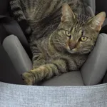 Zaginął kot, Bielsko-Biała, 19 lutego 2026