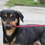 Pies do adopcji, Bełchatów, 17 marca 2023