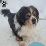 Znaleziono psa, Gdynia, 15 lutego 2026