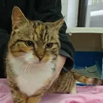 Kot do adopcji, Olsztyn, 26 stycznia 2026