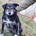 Pies do adopcji, Bełchatów, 23 września 2020