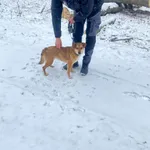 Pies do adopcji, Platerówka, 20 lutego 2026