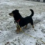 Elmo z Przytuliska w Wolsztynie szuka domu 🙂 Elmo to małego rozmiaru, około 12-letni samczyk rasy mieszanej. Jest kochanym psem, momentami trochę niepewnym, ale jak już się przekona do człowieka i bl