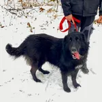 Pies do adopcji, Platerówka, 20 lutego 2026