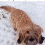 Piesek znaleziony na ul. Dąbrowskiego w Łodzi. Przebywa aktualnie k.Strykowa.