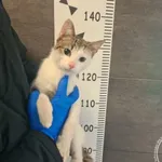 Przyjęty: 2026-02-18 Gmina: Żywiec Płeć: Kocur Opis: europejska, biało - bure