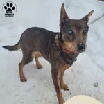 Znaleziono psa, Gdynia, 19 lutego 2026