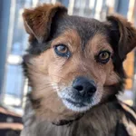 Pies do adopcji, Korabiewice, 20 lutego 2026