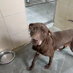 Pies do adopcji, Kraków, 5 lutego 2026