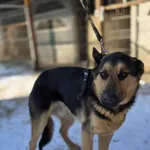 Pies do adopcji, Zgierz, 20 lutego 2026