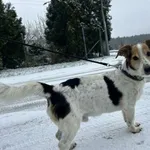 Chester z Przytuliska w Wolsztynie szuka domu 🙂 Chester to małego rozmiaru, około 12-letni samczyk rasy mieszanej. Jest kochanym psem, momentami trochę niepewnym i asekuracyjnym, ale bez problemu moż