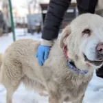 Pies do adopcji, Korabiewice, 20 lutego 2026