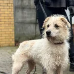 Pies do adopcji, Platerówka, 20 lutego 2026