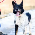 Oddam psa, Gdańsk, 20 lutego 2026