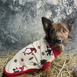 Pies do adopcji, Wolsztyn, 21 lutego 2026