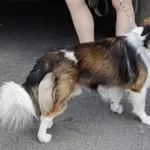 Zaginął pies, Sokolany, 21 lutego 2026