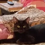 Zaginął kot, Łódź, 20 lutego 2026