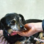 Pies do adopcji, Chełmek, 29 stycznia 2026