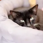 Oddam kota, Elbląg, 21 lutego 2026