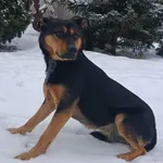 Znaleziono psa, Pieckowo, 18 lutego 2026