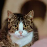 Oddam kota, Elbląg, 21 lutego 2026