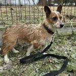 Rudi z Przytuliska w Wolsztynie szuka domu 🙂 Rudi to małego rozmiaru samczyk rasy mieszanej. Ma około 3 latka. Psiak został znaleziony 4 lutego 2026r. w miejscowości Wroniawy, gdzie przybłąkał się na